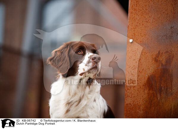 Drentsche Patrijshund Portrait / Dutch Partridge Dog Portrait / KB-06742