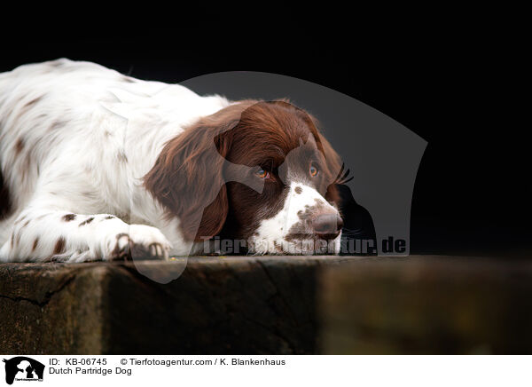 Drentsche Patrijshund / Dutch Partridge Dog / KB-06745