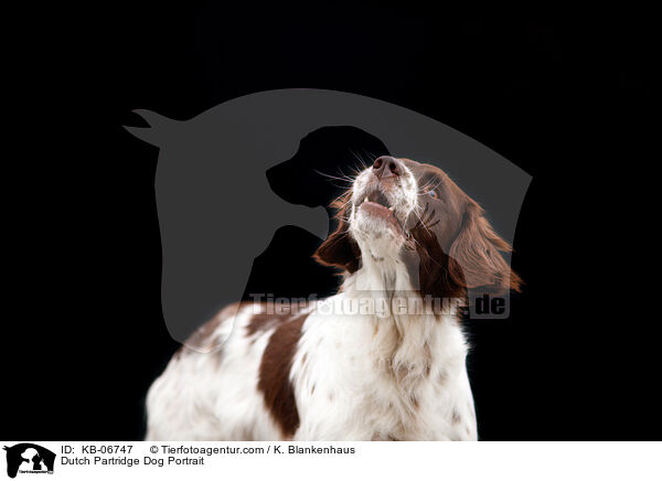 Drentsche Patrijshund Portrait / Dutch Partridge Dog Portrait / KB-06747