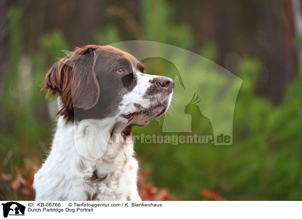 Drentsche Patrijshund Portrait / Dutch Partridge Dog Portrait / KB-06766