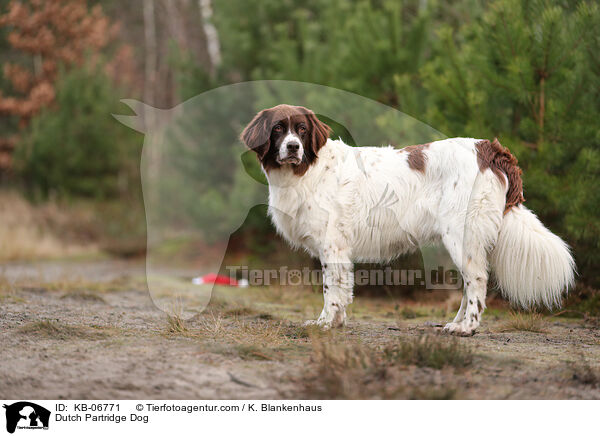 Drentsche Patrijshund / Dutch Partridge Dog / KB-06771