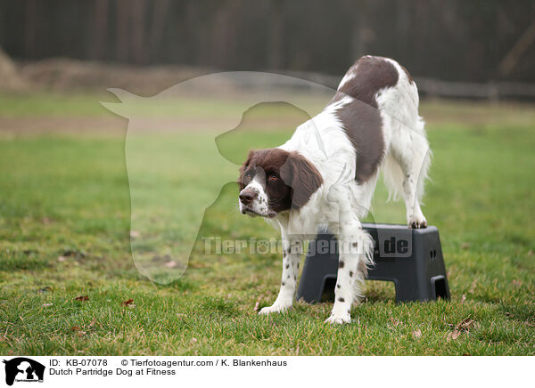 Drentsche Patrijshund beim Fitness / Dutch Partridge Dog at Fitness / KB-07078