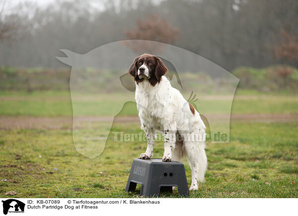 Drentsche Patrijshund beim Fitness / Dutch Partridge Dog at Fitness / KB-07089