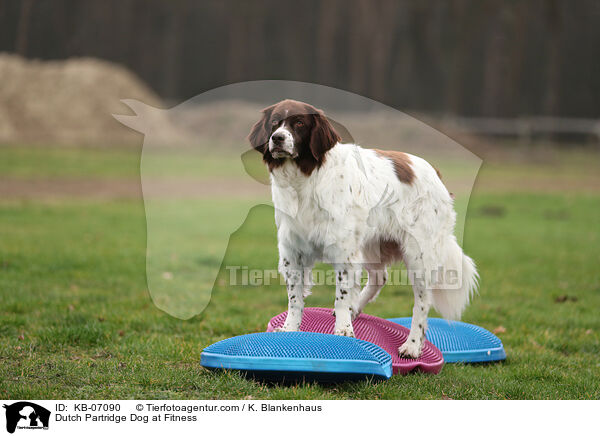 Drentsche Patrijshund beim Fitness / Dutch Partridge Dog at Fitness / KB-07090