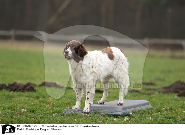 Drentsche Patrijshund beim Fitness / Dutch Partridge Dog at Fitness / KB-07092