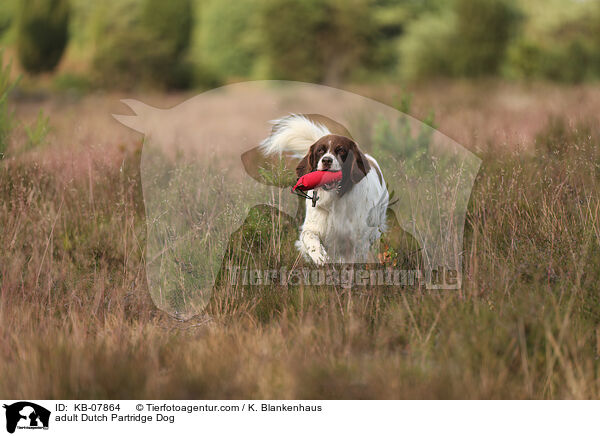 ausgewachsener Drentsche Patrijshund / adult Dutch Partridge Dog / KB-07864