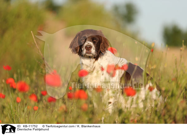 Drentsche Patrijshund / Drentsche Patrijshund / KB-11752