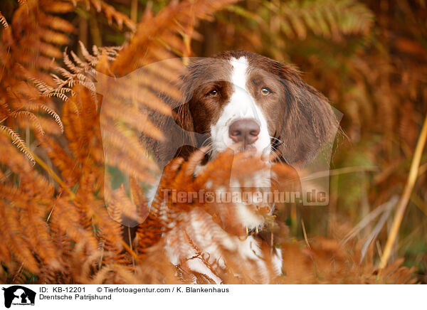 Drentsche Patrijshund / Drentsche Patrijshund / KB-12201