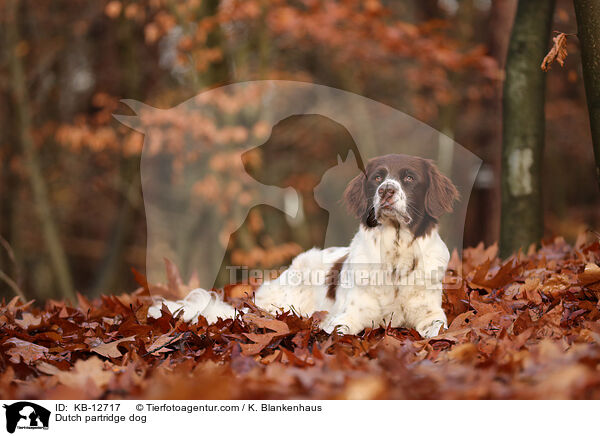Dutch partridge dog / KB-12717
