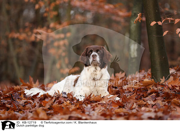 Dutch partridge dog / KB-12719