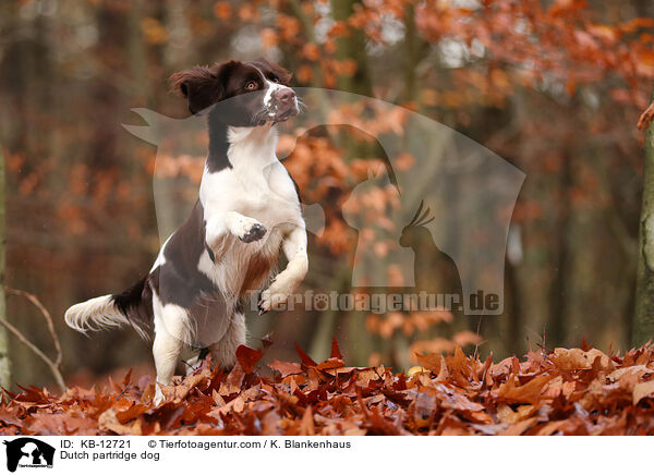 Dutch partridge dog / KB-12721