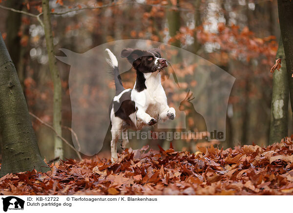 Dutch partridge dog / KB-12722