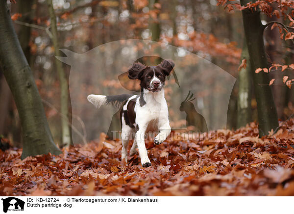 Dutch partridge dog / KB-12724