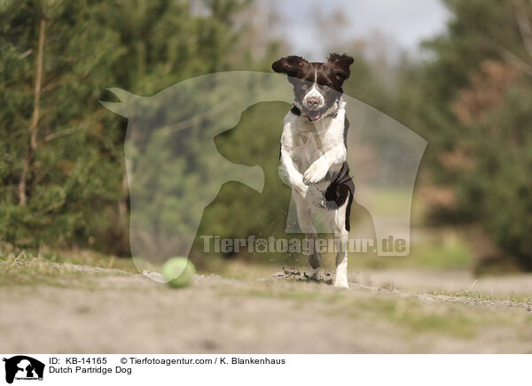 Drentsche Patrijshund / Dutch Partridge Dog / KB-14165