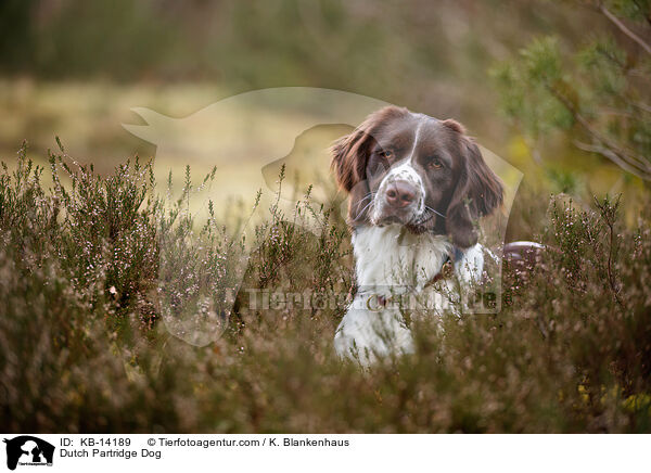 Drentsche Patrijshund / Dutch Partridge Dog / KB-14189