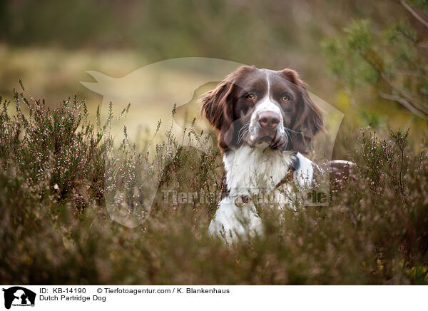 Drentsche Patrijshund / Dutch Partridge Dog / KB-14190