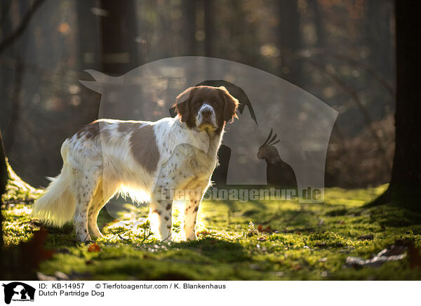 Drentsche Patrijshund / Dutch Partridge Dog / KB-14957