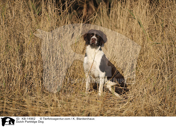 Drentsche Patrijshund / Dutch Partridge Dog / KB-14962