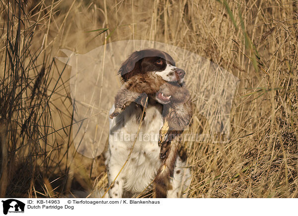 Drentsche Patrijshund / Dutch Partridge Dog / KB-14963