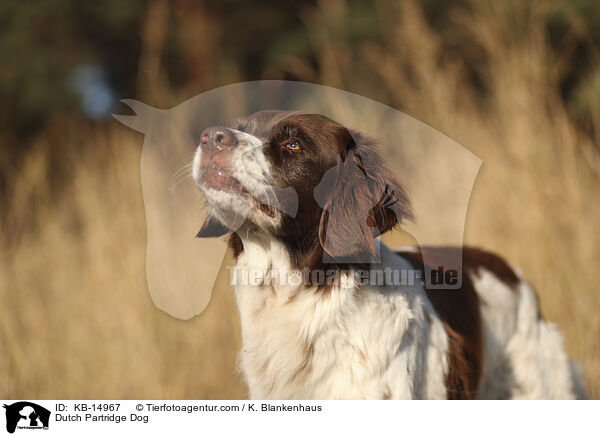 Drentsche Patrijshund / Dutch Partridge Dog / KB-14967