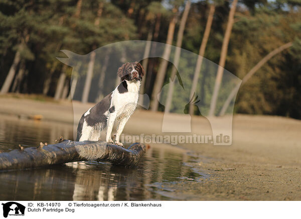 Drentsche Patrijshund / Dutch Partridge Dog / KB-14970