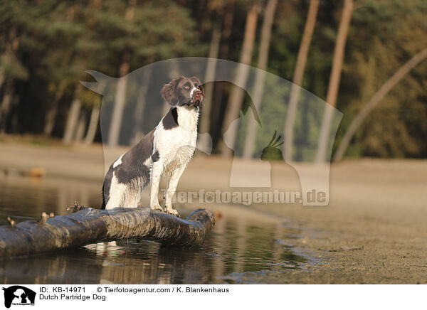 Drentsche Patrijshund / Dutch Partridge Dog / KB-14971