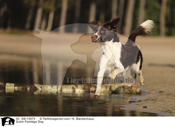 Drentsche Patrijshund / Dutch Partridge Dog / KB-14974