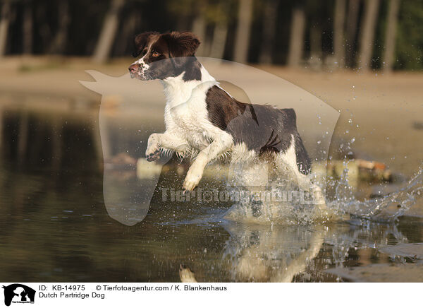 Drentsche Patrijshund / Dutch Partridge Dog / KB-14975