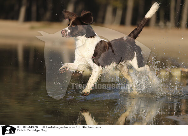 Drentsche Patrijshund / Dutch Partridge Dog / KB-14976