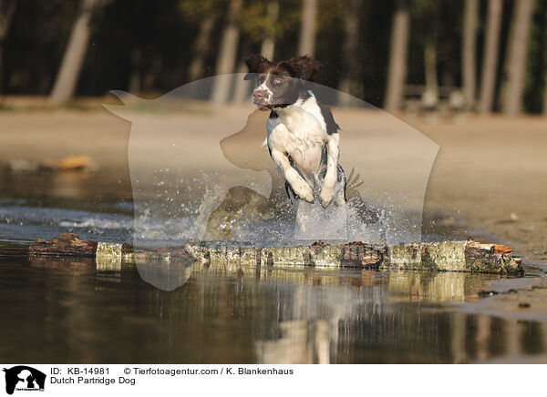 Drentsche Patrijshund / Dutch Partridge Dog / KB-14981