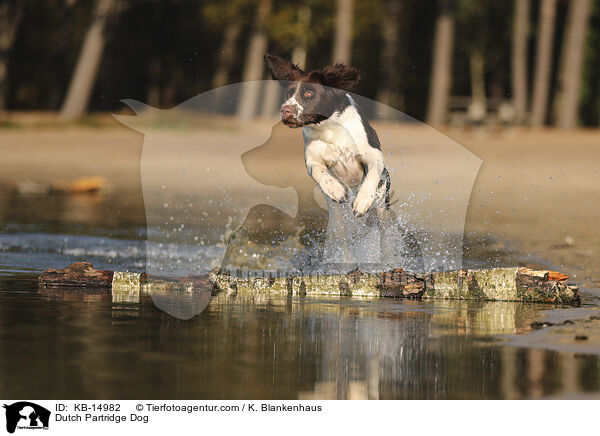 Drentsche Patrijshund / Dutch Partridge Dog / KB-14982