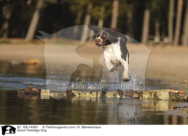 Drentsche Patrijshund / Dutch Partridge Dog / KB-14983