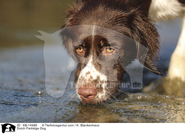 Drentsche Patrijshund / Dutch Partridge Dog / KB-14986