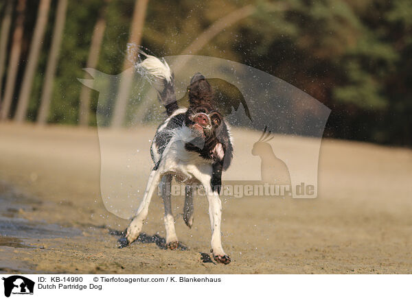 Drentsche Patrijshund / Dutch Partridge Dog / KB-14990