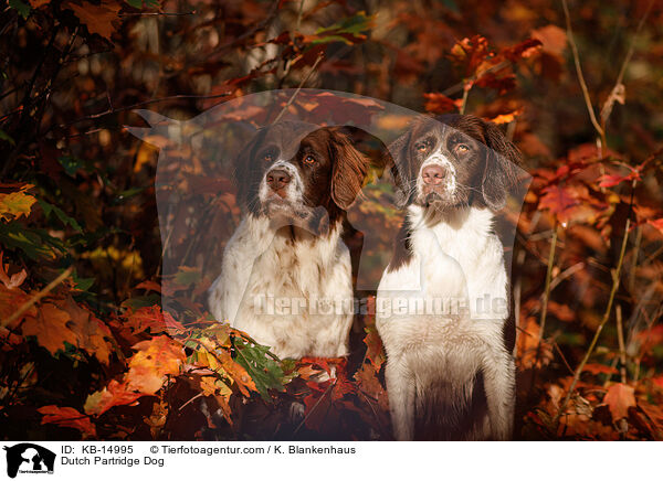 Drentsche Patrijshund / Dutch Partridge Dog / KB-14995