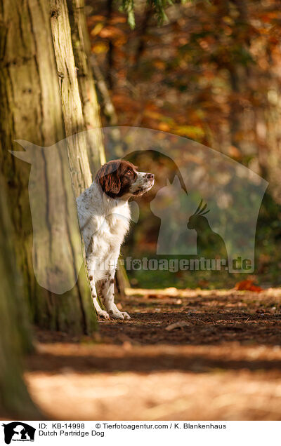 Drentsche Patrijshund / Dutch Partridge Dog / KB-14998