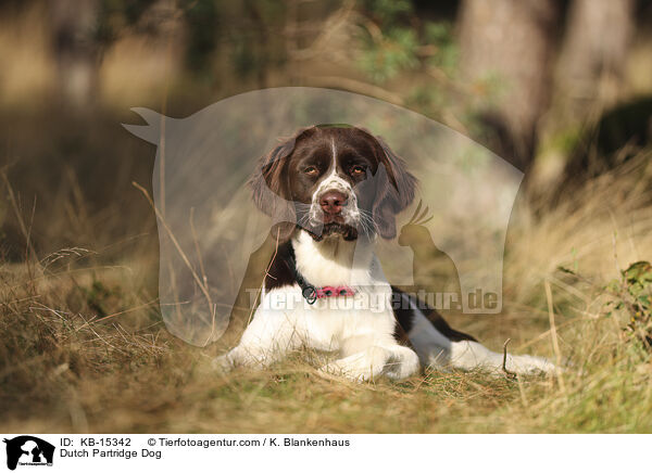 Dutch Partridge Dog / KB-15342