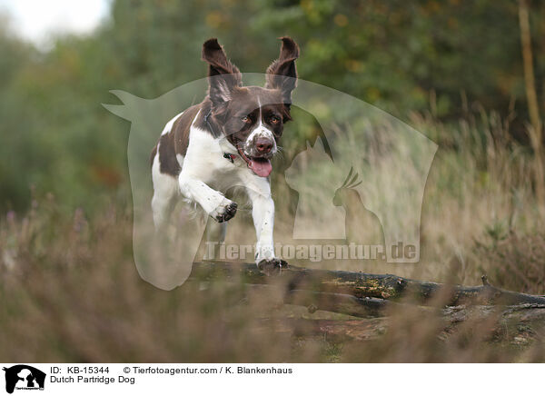 Drentsche Patrijshund / Dutch Partridge Dog / KB-15344