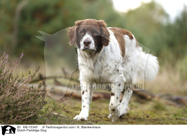 Drentsche Patrijshund / Dutch Partridge Dog / KB-15345