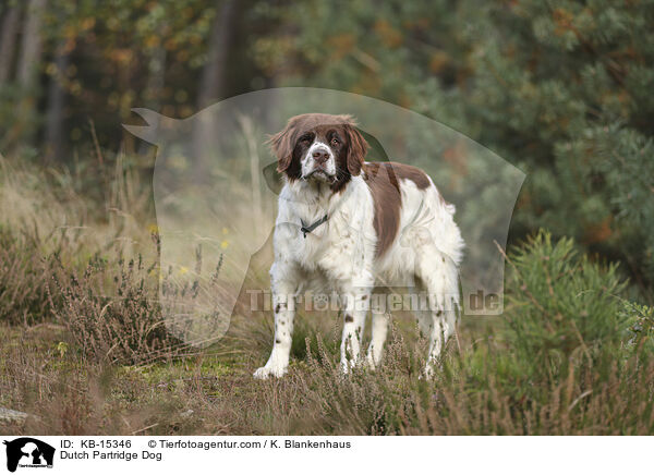 Drentsche Patrijshund / Dutch Partridge Dog / KB-15346