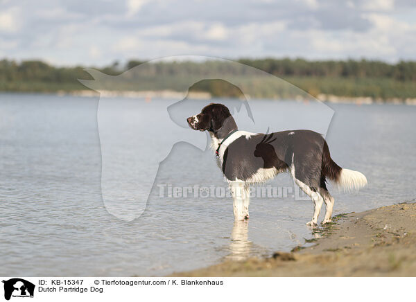 Drentsche Patrijshund / Dutch Partridge Dog / KB-15347