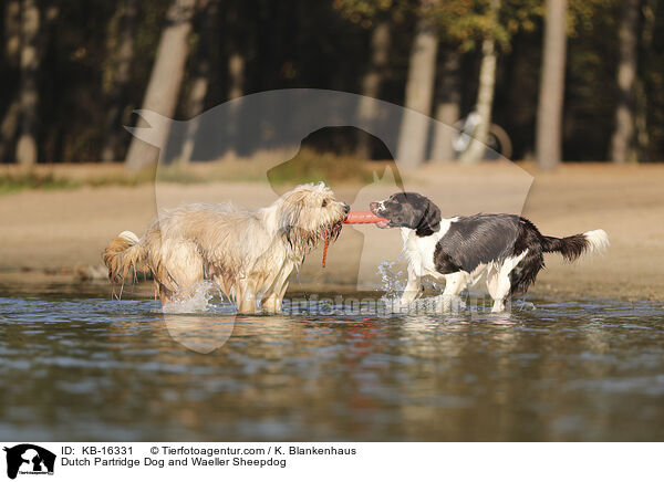 Drentsche Patrijshund und Wller / Dutch Partridge Dog and Waeller Sheepdog / KB-16331