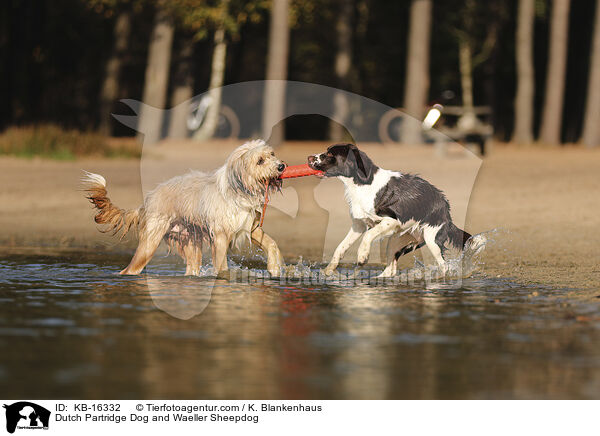 Drentsche Patrijshund und Wller / Dutch Partridge Dog and Waeller Sheepdog / KB-16332