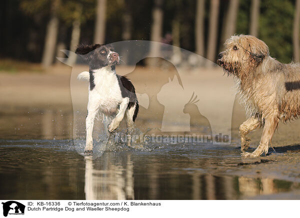 Drentsche Patrijshund und Wller / Dutch Partridge Dog and Waeller Sheepdog / KB-16336