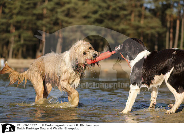 Drentsche Patrijshund und Wller / Dutch Partridge Dog and Waeller Sheepdog / KB-16337