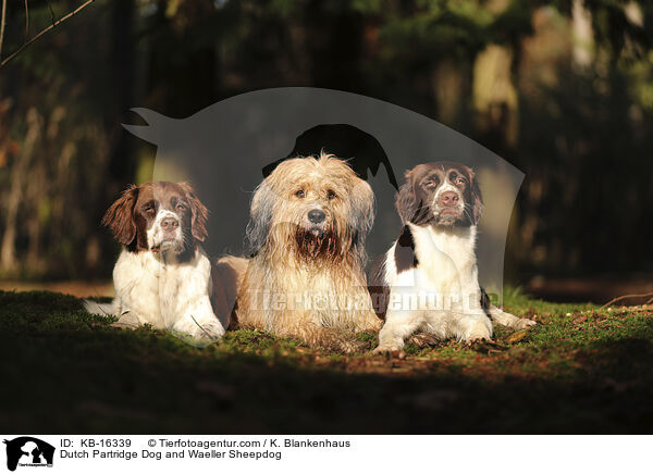 Drentsche Patrijshund und Wller / Dutch Partridge Dog and Waeller Sheepdog / KB-16339