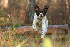 running Dutch partridge dog