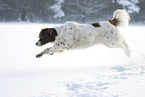 running Dutch Partridge Dog