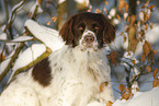 Dutch Partridge Dog