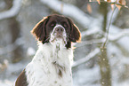 Dutch Partridge Dog portrait